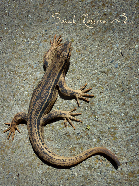 Lézard des murailles